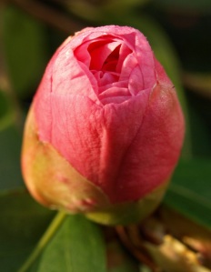 unopened Flower Bud
